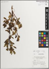 Foto von Salix mielichhoferi Saut. x Salix retusa L.